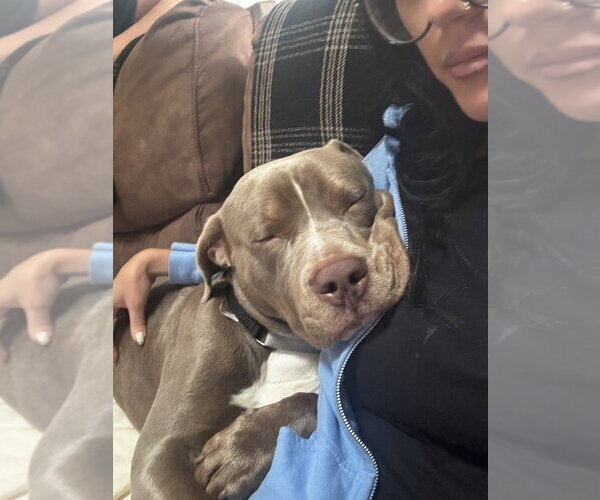 Medium Photo #3 American Pit Bull Terrier Puppy For Sale in Springdale, PA, USA