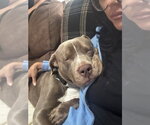 Small #2 American Pit Bull Terrier