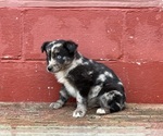 Puppy Puppy 1 Miniature Australian Shepherd