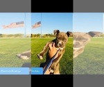 Small Photo #12 American Pit Bull Terrier Puppy For Sale in ABERDEEN, SD, USA