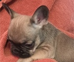 Small Photo #5 French Bulldog Puppy For Sale in DENVER, CO, USA