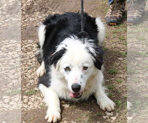 Bear - Male Borador Dog for Adoption - Photo #4