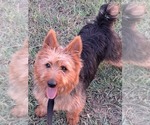 Small Photo #7 Australian Terrier Puppy For Sale in WHITEWOOD, SD, USA