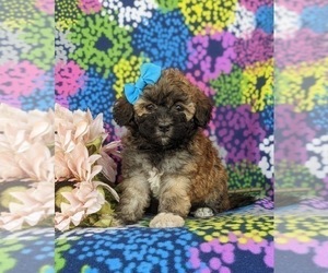 Havanese Puppy for sale in BIRD IN HAND, PA, USA