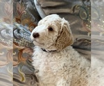 Small Photo #38 Goldendoodle Puppy For Sale in DAVIS, CA, USA