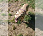 Small #29 American Pit Bull Terrier Mix