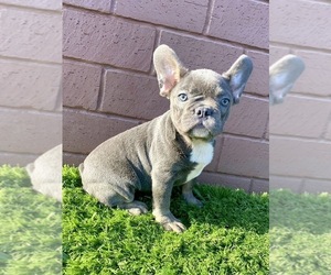 French Bulldog Puppy for sale in SAN FRANCISCO, CA, USA