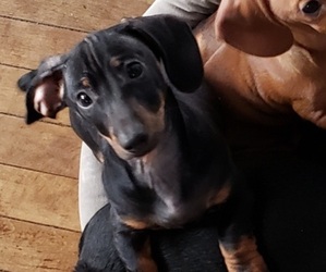 Dachshund Puppy for sale in COON VALLEY, WI, USA