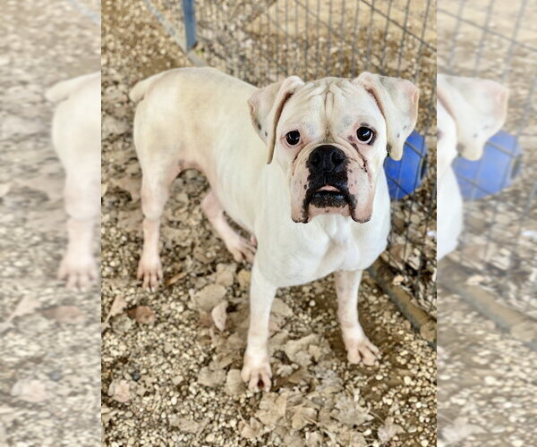 Medium Photo #1 Boxer Puppy For Sale in Austin, TX, USA
