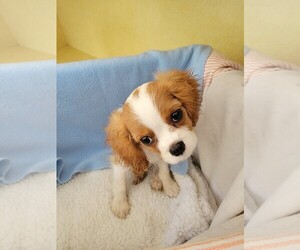 Cavalier King Charles Spaniel Puppy for Sale in MANCHESTER, New Hampshire USA