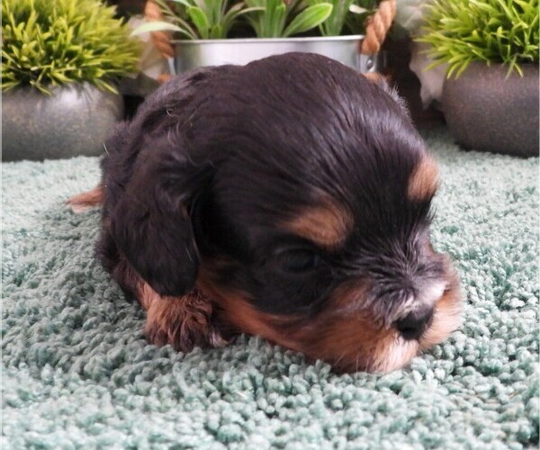 Medium Photo #1 Cavapoo (Miniature) Puppy For Sale in CARLISLE, KY, USA
