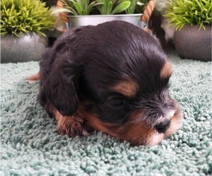 Cavapoo (Miniature) Puppy for sale in CARLISLE, KY, USA
