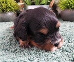 Image preview for Ad Listing. Nickname: Chelsea Cavapoo