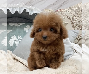 Poodle (Toy) Puppy for sale in LOS ANGELES, CA, USA