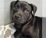 Small #2 Boxador