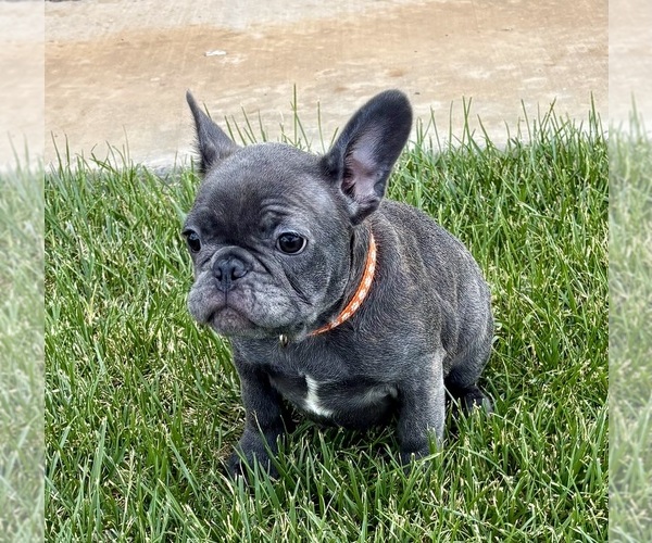 Medium Photo #34 French Bulldog Puppy For Sale in CANYON, TX, USA