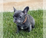 Puppy Cricket French Bulldog