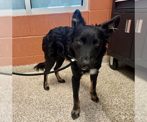 Border-Aussie Dogs for adoption in Pueblo, CO, USA