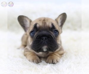 French Bulldog Puppy for sale in HOUSTON, TX, USA