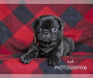 Jug-Pug Mix Puppy for sale in LIBERTY, KY, USA