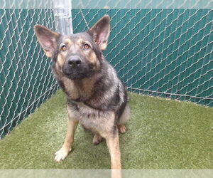 German Shepherd Dog Dogs for adoption in Downey, CA, USA