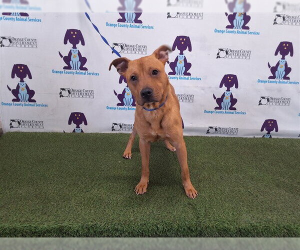 Medium Photo #1 Mutt Puppy For Sale in Orlando, FL, USA