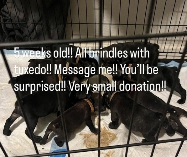 Medium Photo #1 French Bulldog Puppy For Sale in STOCKTON, CA, USA