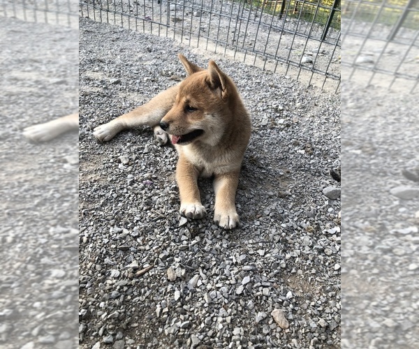 Medium Photo #10 Shiba Inu Puppy For Sale in HARRISBURG, MO, USA