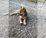Small Photo #10 Shiba Inu Puppy For Sale in HARRISBURG, MO, USA