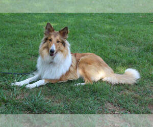 Mother of the Collie puppies born on 11/30/2024