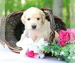 Small #8 Golden Irish