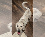 Small #3 Labrador Retriever Mix
