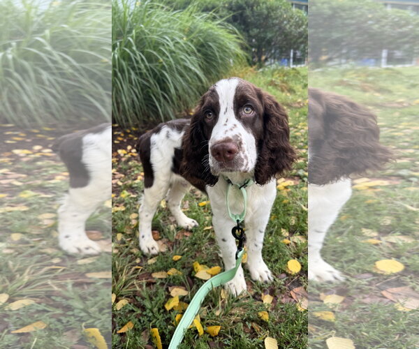 Medium Photo #1 English Springer Spaniel Puppy For Sale in Sykesville, MD, USA
