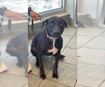 Small Labrador Retriever