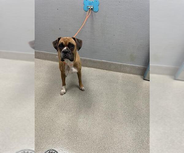 Medium Photo #1 Boxer-Unknown Mix Puppy For Sale in Las Vegas, NV, USA