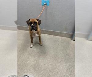 Boxer-Unknown Mix Dogs for adoption in Las Vegas, NV, USA