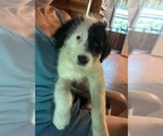 Small Photo #1 Australian Shepherd-Old English Sheepdog Mix Puppy For Sale in BROKEN BOW, OK, USA