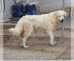 Small Photo #1 Golden Pyrenees Puppy For Sale in Chandler, AZ, USA
