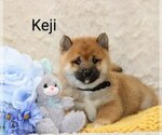 Puppy Keji Shiba Inu