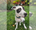 Small #40 American Pit Bull Terrier