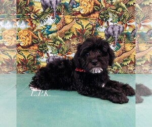 Maltipoo Puppy for sale in WINNSBORO, LA, USA