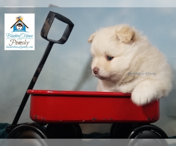 Medium Photo #15 Pomeranian-Pomsky Mix Puppy For Sale in RAMSEY, MN, USA