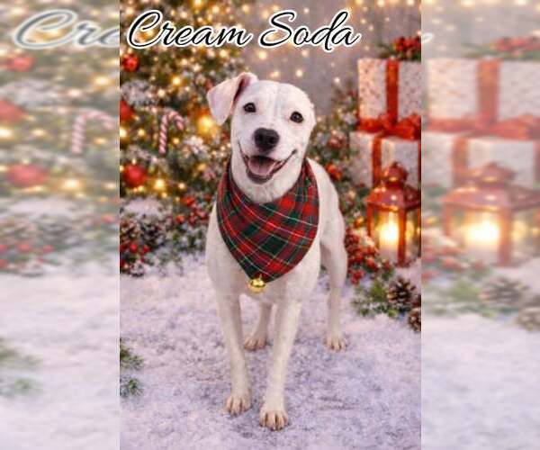 Medium Photo #4 American Pit Bull Terrier-Staffordshire Bull Terrier Mix Puppy For Sale in Frankenmuth, MI, USA