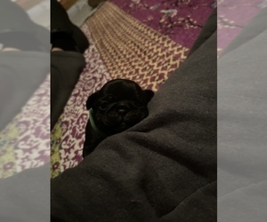 Pug Puppy for sale in BLOOMINGTON, IL, USA
