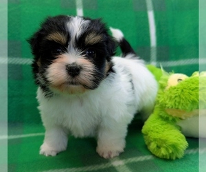 Havanese Puppy for sale in POST FALLS, ID, USA