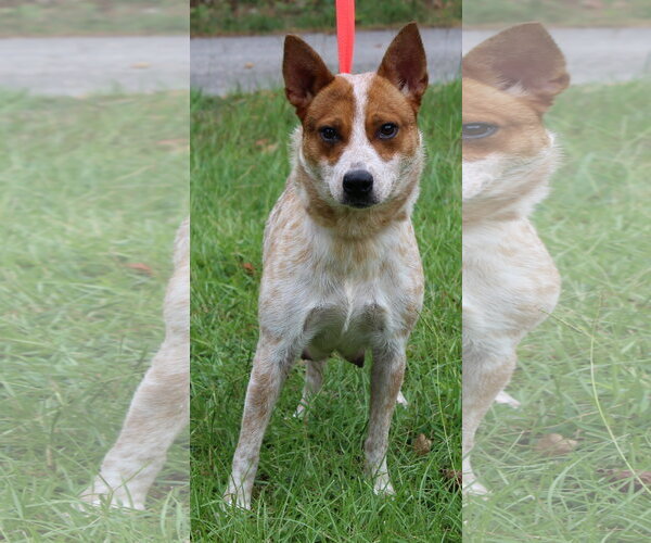 Medium Photo #3 Red Heeler-Unknown Mix Puppy For Sale in Prattville, AL, USA