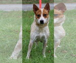 Small #2 Red Heeler Mix