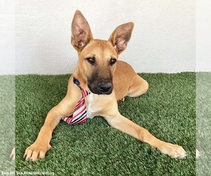 Opie - Male Mutt Dog for Adoption - Photo #2