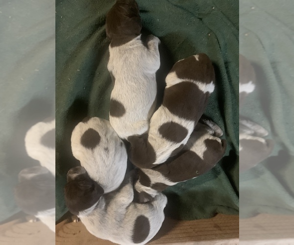 Medium Photo #6 German Shorthaired Pointer Puppy For Sale in DYERSBURG, TN, USA