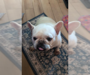 French Bulldog-Unknown Mix Dogs for adoption in Cranston, RI, USA